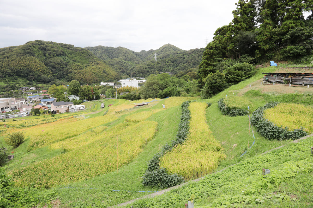 葉山棚田