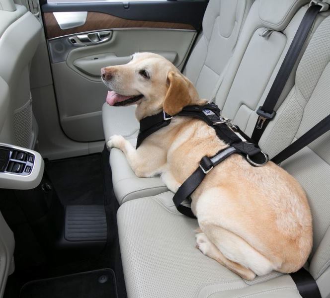 愛犬にもシートベルト着用 ペットとのクルマ移動で気を付けるべき点8つ Auto Messe Web カスタム アウトドア 福祉車両 モータースポーツなどのカーライフ情報が満載