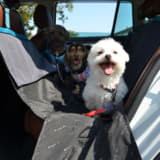 【画像】ヨダレやあくびは危険信号！ 愛犬とのドライブを快適に過ごすプロ直伝のマル秘テク 〜 画像3