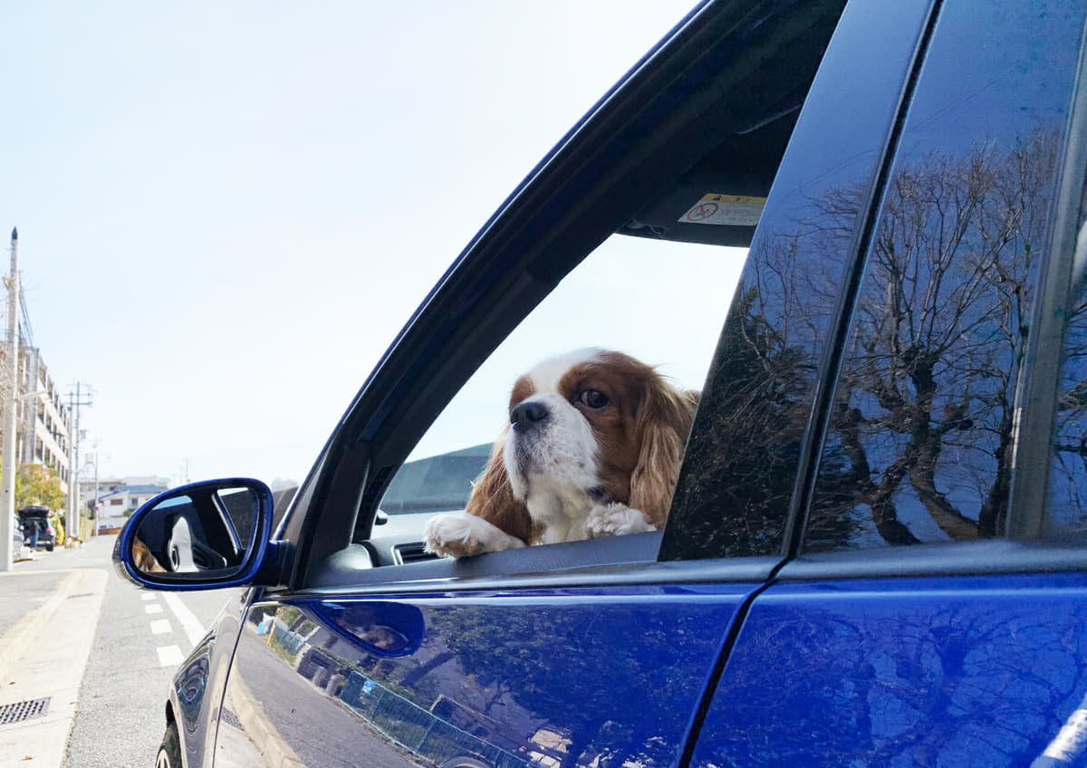 愛犬を膝に乗せて走ると道交法違反 ペットと安全にドライブするための対策グッズ Auto Messe Web カスタム アウトドア 福祉車両 モータースポーツなどのカーライフ情報が満載