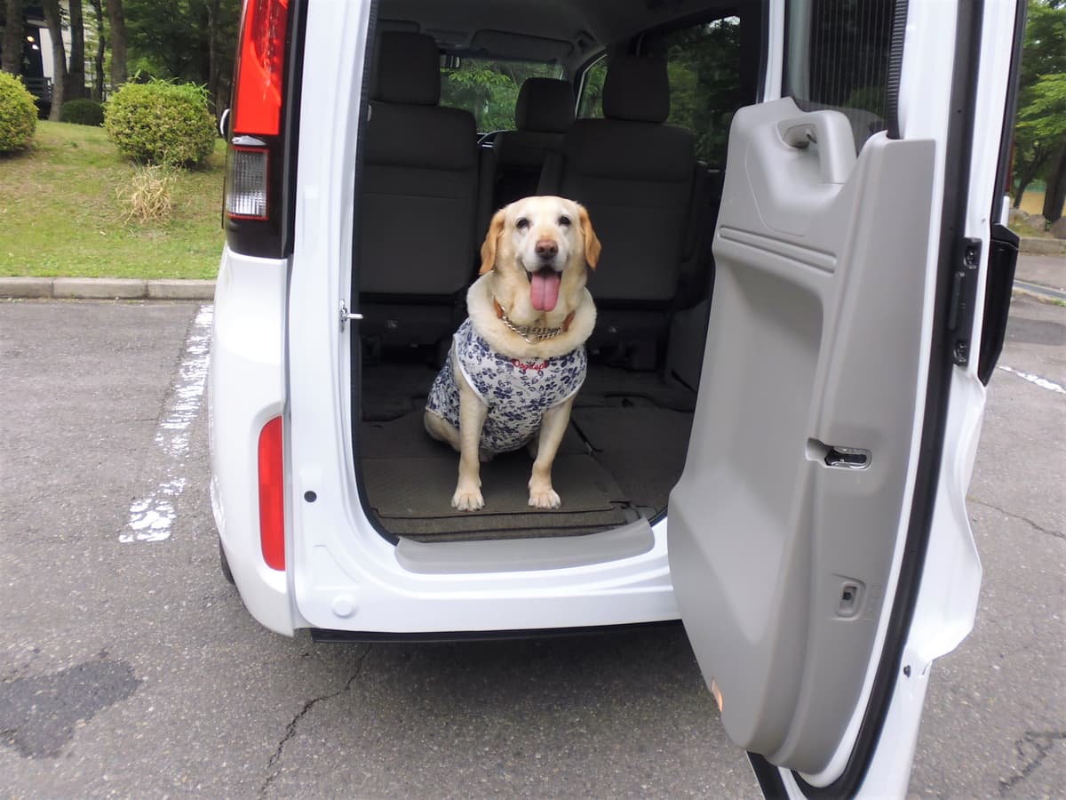 プロの愛犬家に聞く わんことの旅行に最適なクルマの条件とオススメ車種 Auto Messe Web カスタム アウトドア 福祉車両 モータースポーツなどのカーライフ情報が満載 2ページ目