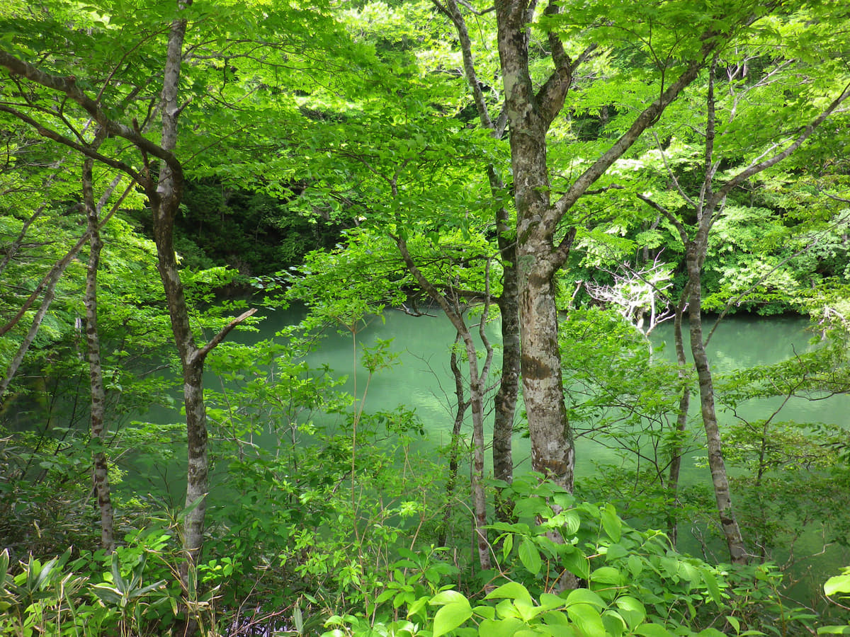 森林浴は植物の放つフィトンチッドを浴びることでもある