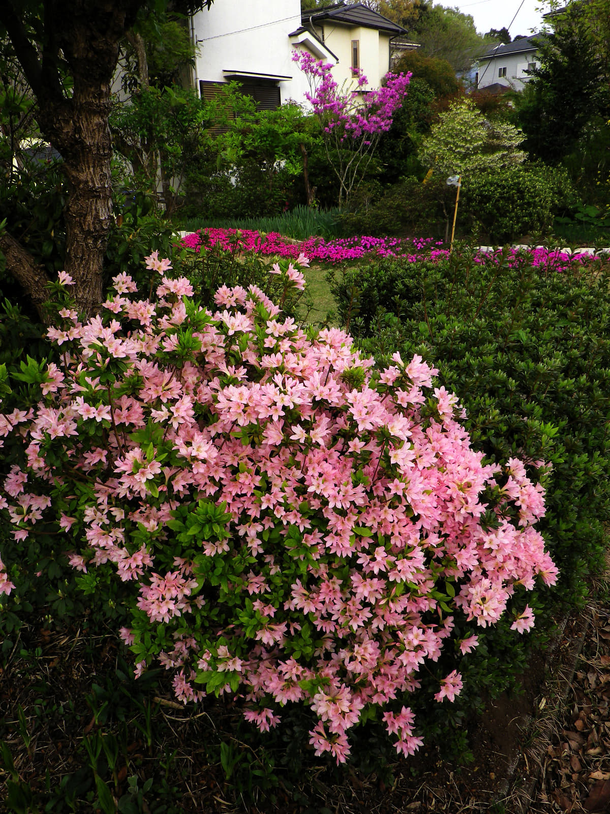 植物の放出する効能を利用してきた日本文化