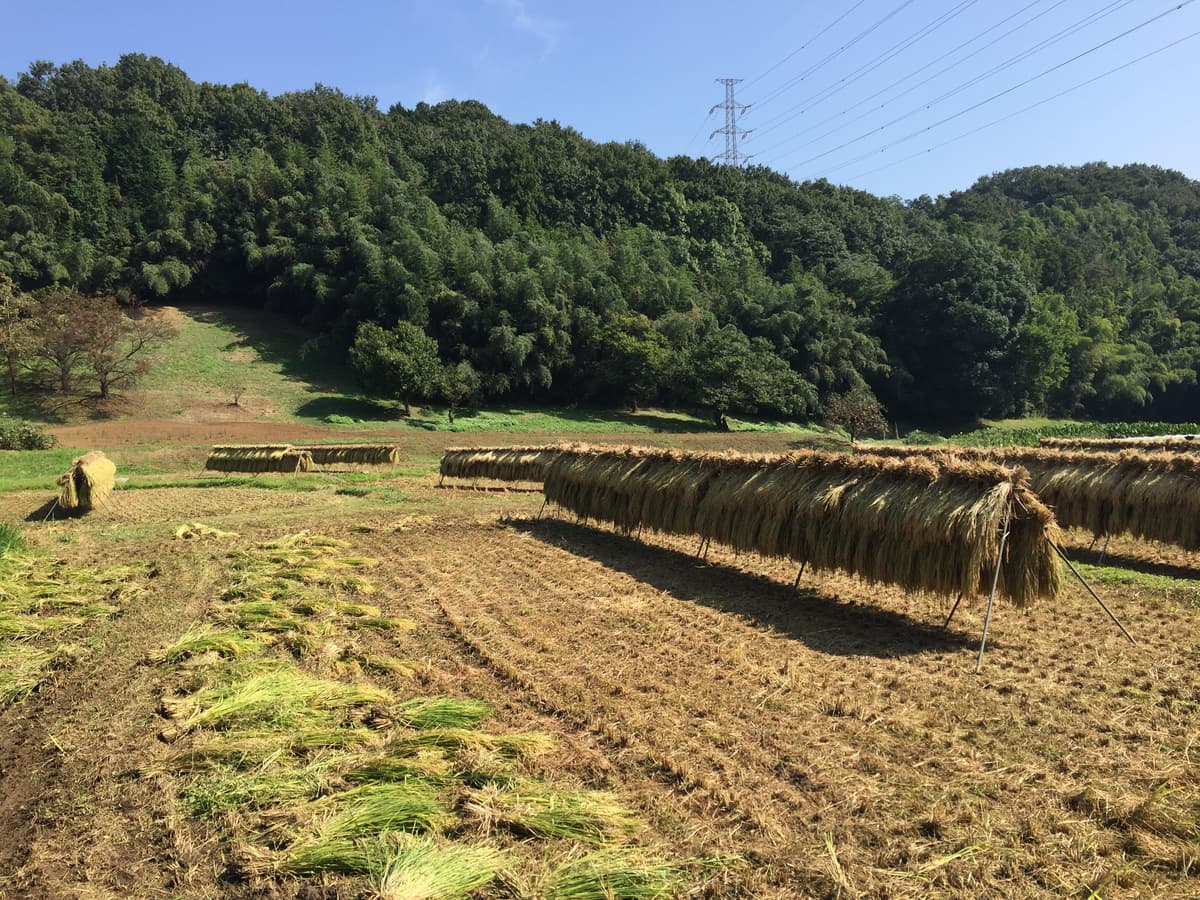 収穫の秋は天気が良ければいちばんのキャンプ季節