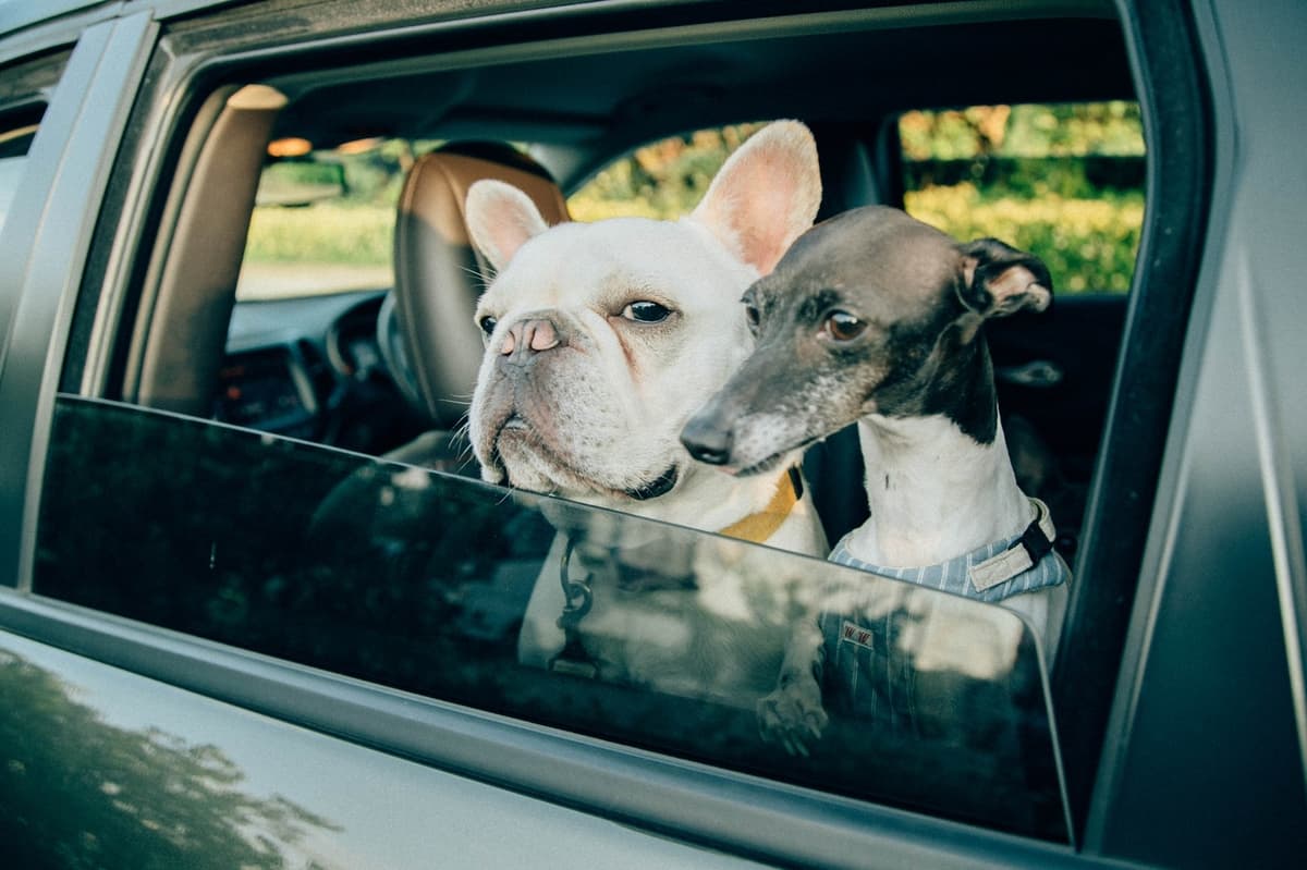 愛犬にとっては 乗せ方 だけじゃなく 車種 も重要 ワンコ の快適ドライブ術とは Auto Messe Web カスタム アウトドア 福祉車両 モータースポーツなどのカーライフ情報が満載