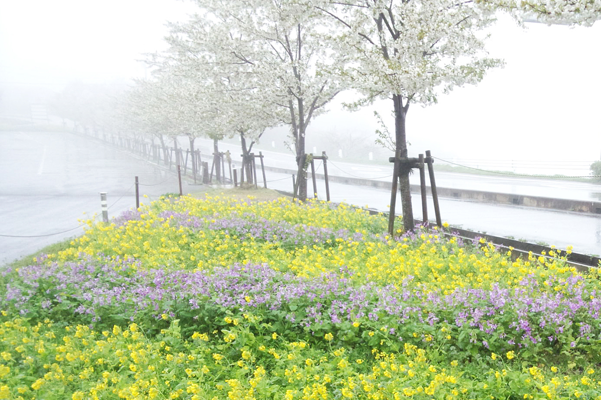 桜の季節だが雪も降ることがある春