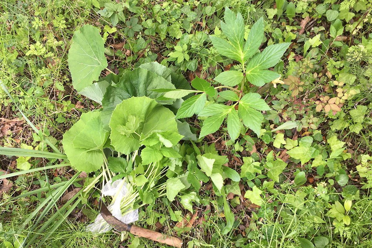 春の山菜　