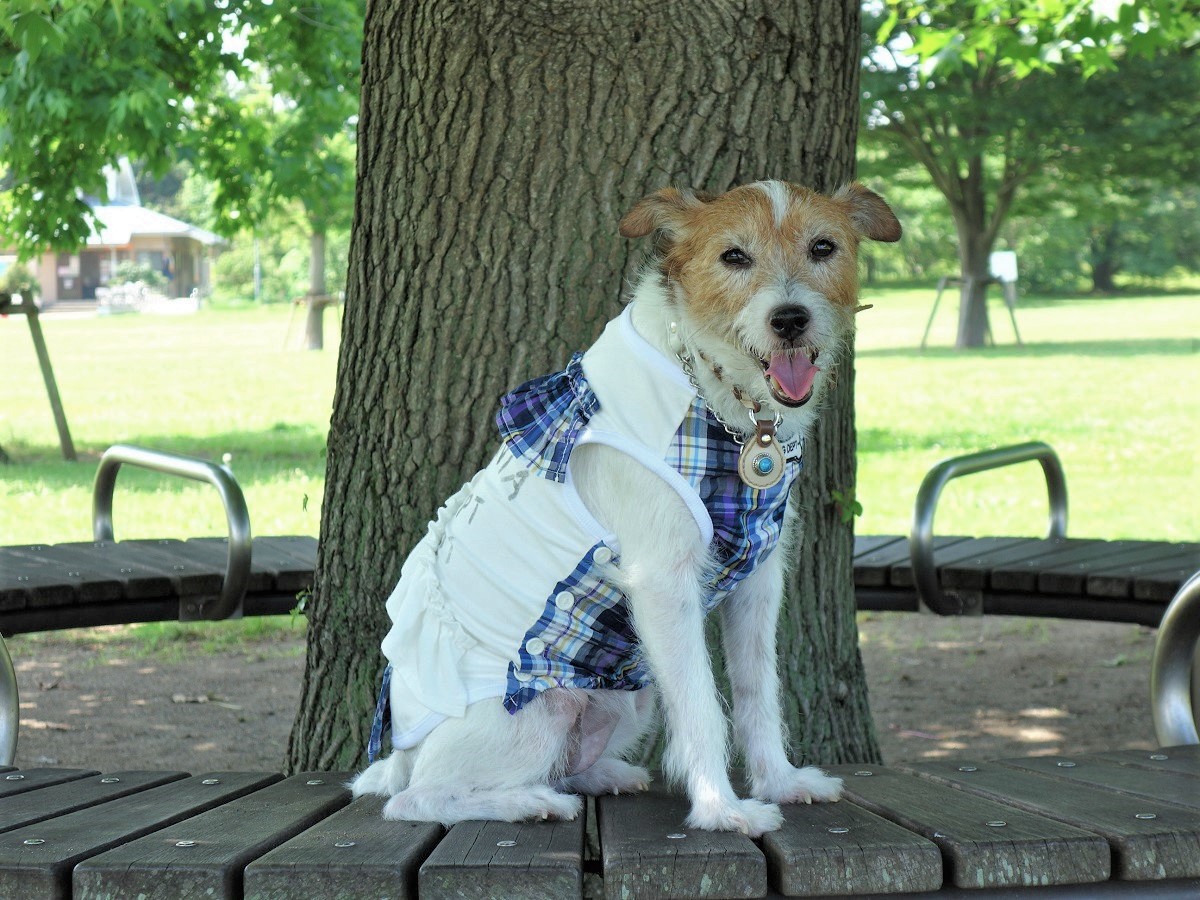 愛犬と車中泊するときに気をつけるべきこととは