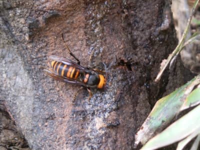 秋に注意、スズメバチ