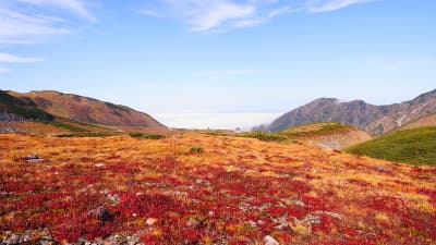 美しい紅葉の景色