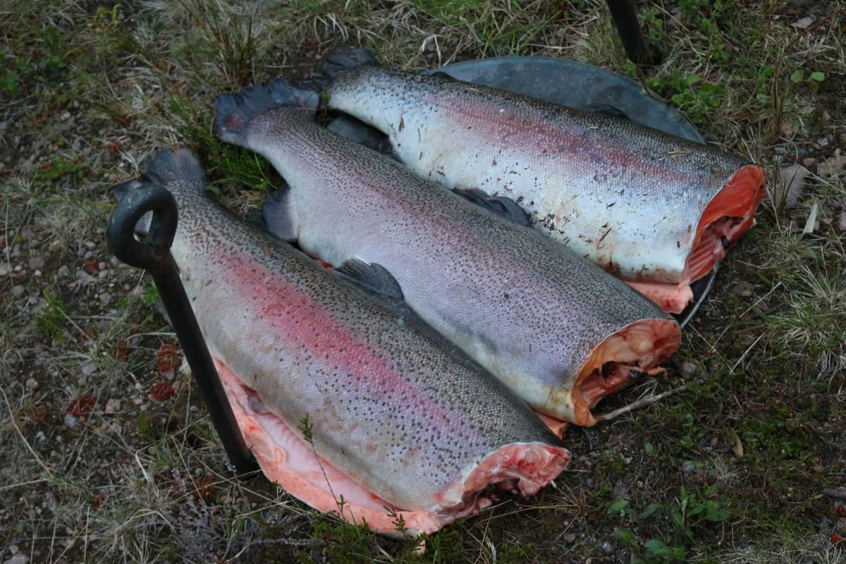 秋の美味、鮭を豪快に焼く準備