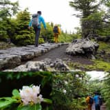 登山道で可憐に咲くハクサンシャクナゲ