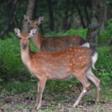 野生の鹿