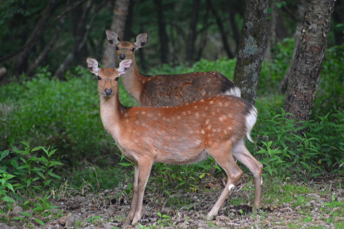 野生の鹿