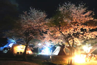 夜桜を楽しみつつ、酒量や大声に気を付けたい