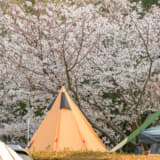 桜の木の下には毛虫もいることがある