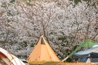 桜の木の下には毛虫もいることがある