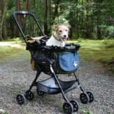 ドッグカートに載せた愛犬