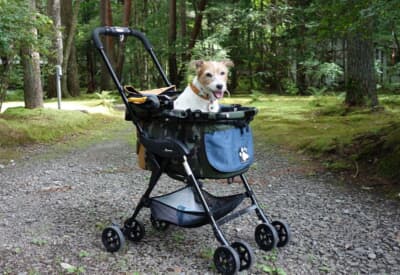 ドッグカートに載せた愛犬