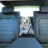 荷室で寛ぐ愛犬