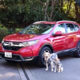 ホンダCR-Vと2頭の愛犬