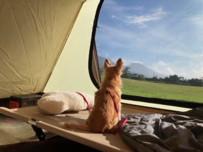 テントで留守番する愛犬