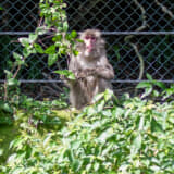 自然ゆたかなアウトドアには野生動物もいることを忘れずに