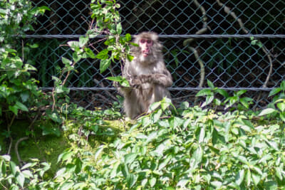 自然ゆたかなアウトドアには野生動物もいることを忘れずに