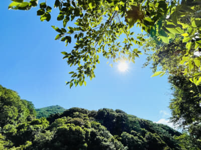 真夏の日差し