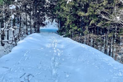 冬の山道