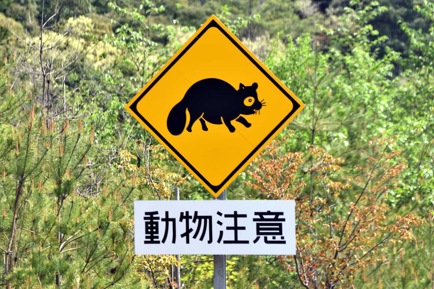 年間34万頭の動物が犠牲に…。これから増える野生動物との衝突