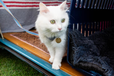 ネコちゃんも一緒にキャンプを楽しんでいる