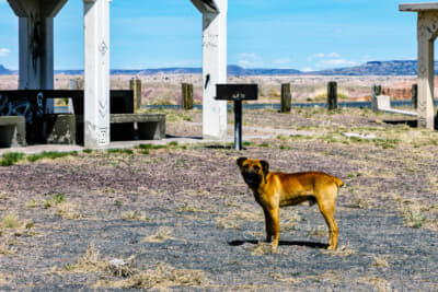 リトル・ペインテッド・デザートで遭遇した獰猛な野犬。人の気配がないスポットだけに身の安全にはくれぐれも注意して行動しよう