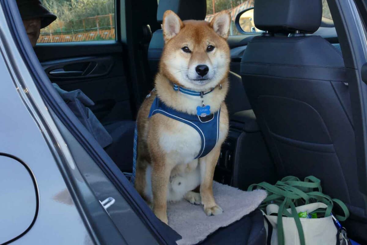 わが家の愛犬のシュン（柴犬：2歳）