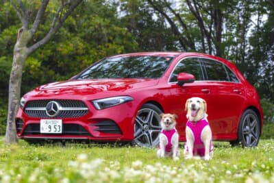 筆者の愛犬とメルセデス・ベンツAクラス