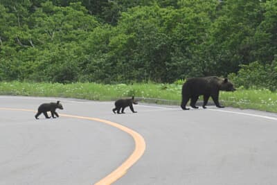 野生動物も人間が車外に出たりしなければほとんどの場合は襲ってはこない