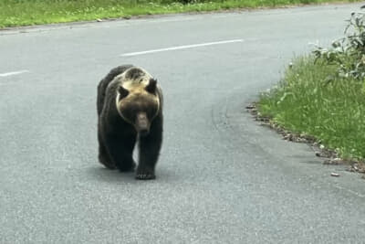 熊などに遭遇しても、決して車外には出ないようにしよう