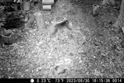 センサーライトに驚いたのか、慌てて逃げ出した猿。昼間は沢の対岸でしか見ないが、人がいなければ行動範囲は広がるようだ