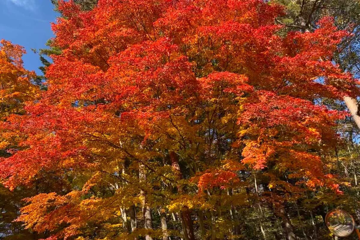 何度も言うようだけど、秋の軽井沢は本当に美しい。色づいた木々の葉を見るだけで癒されたような気分になれる