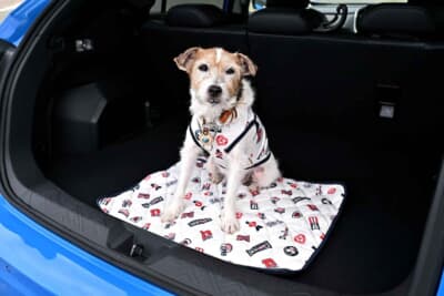 愛犬を乗せているクルマの車内は、抜け毛による汚れが気になる