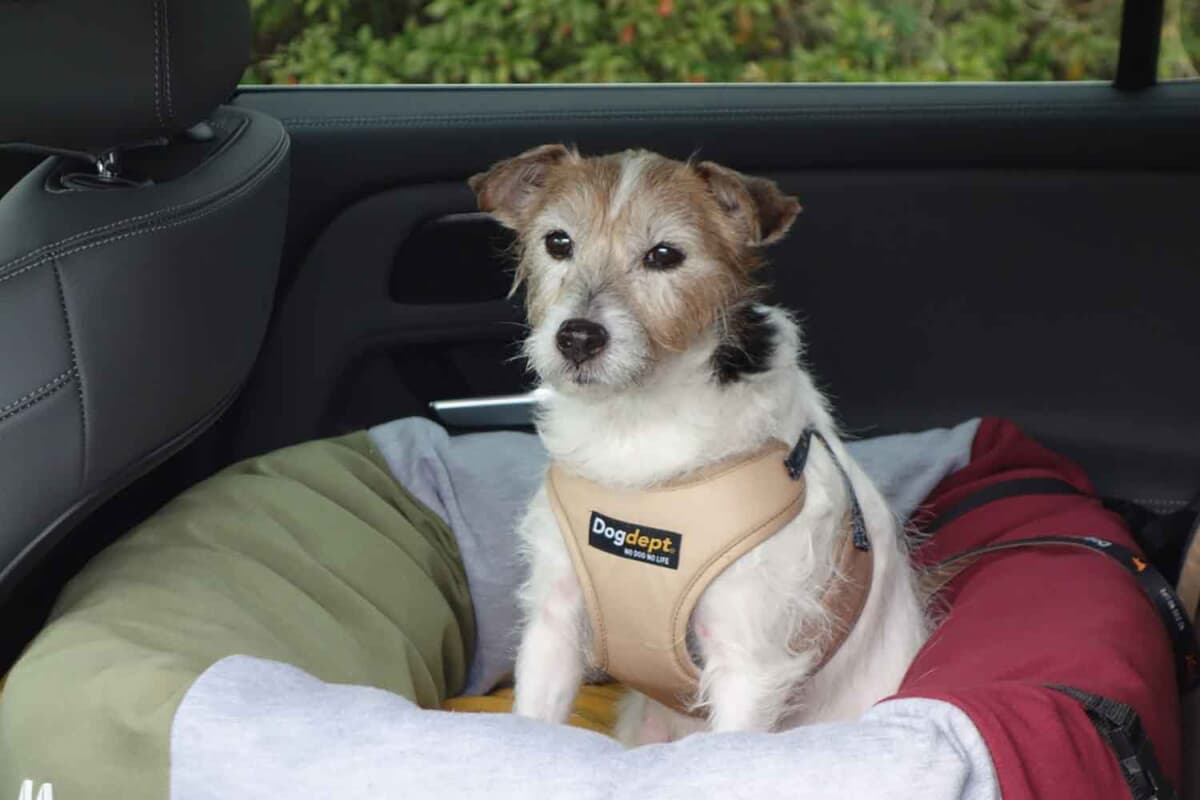 日頃から車内を汚さない愛犬の乗車方法を行っていれば、愛犬家の年末の（日頃の）車内の大掃除も楽になる