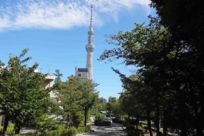 台東区立山掘公園は、南を望めば東京スカイツリーも見える