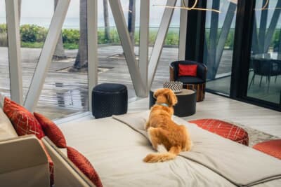 ベントレーとの提携により設計されるペット用スパは、居住者のペットのグルーミング、シャンプー、乾燥サービスが利用できる