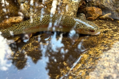 第一投でヒットしたきれいなニジマス（レインボートラウト）