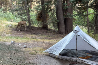 鹿がサイトに現れた