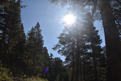 静かな森に日が高くなっていく