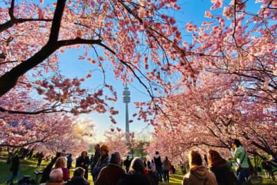ミュンヘンのオリンピック公園では桜が満開です