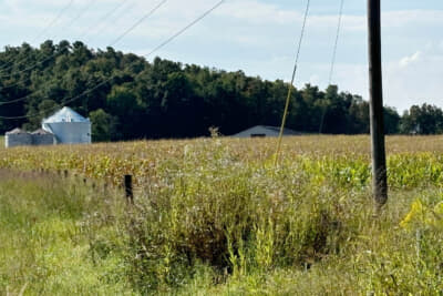 道の両側にはとうもろこし畑が広がる