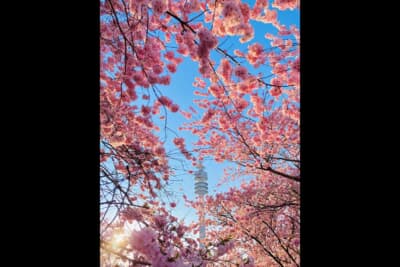 ミュンヘンのオリンピック公園では桜が満開です