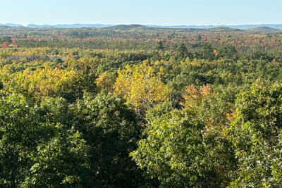 レストエリアの散歩道を行くと紅葉の景色が広がっていた
